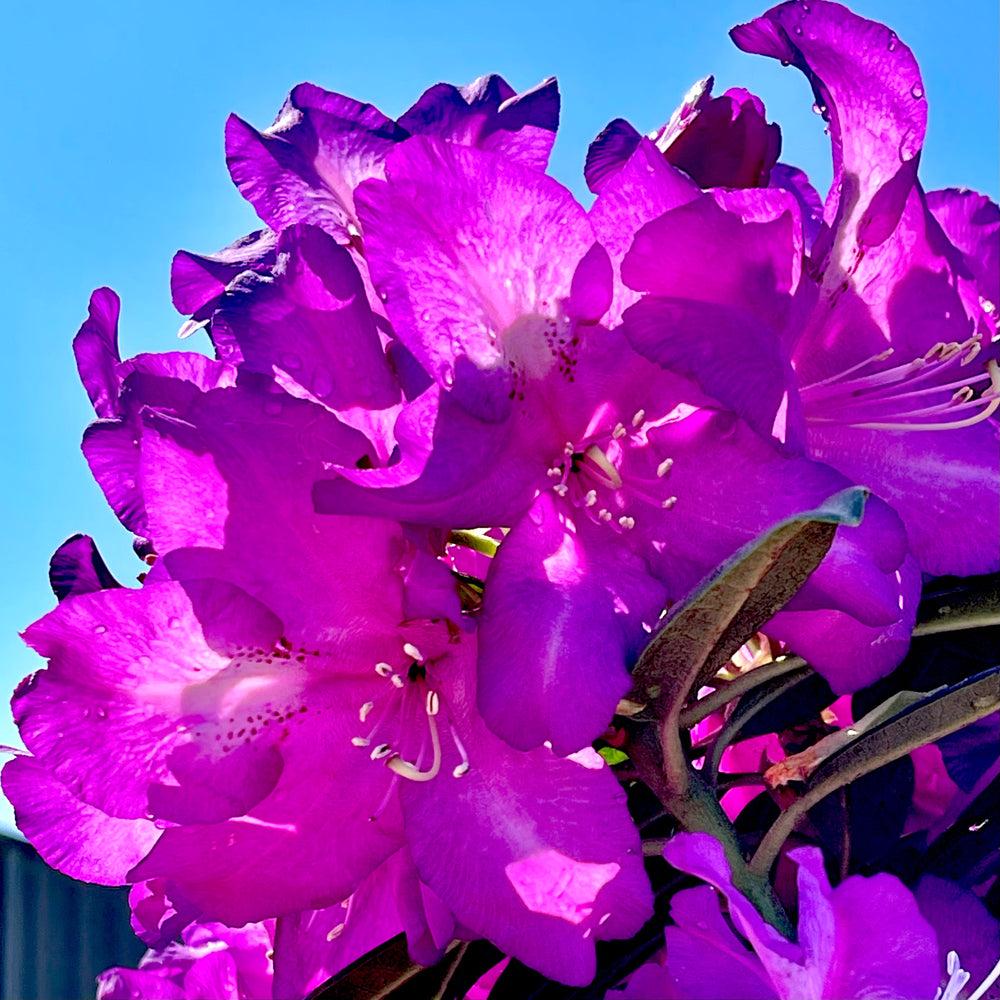 Rhododendron Purple Passion - View 14 from www redcrocus com