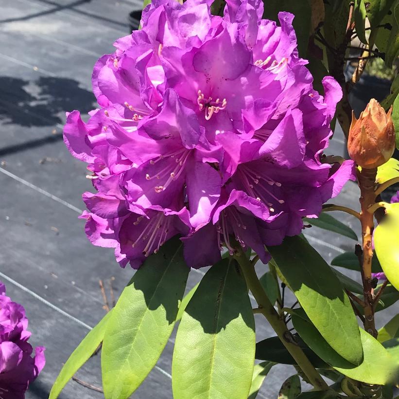 Rhododendron Purple Passion - View 15 from www redcrocus com
