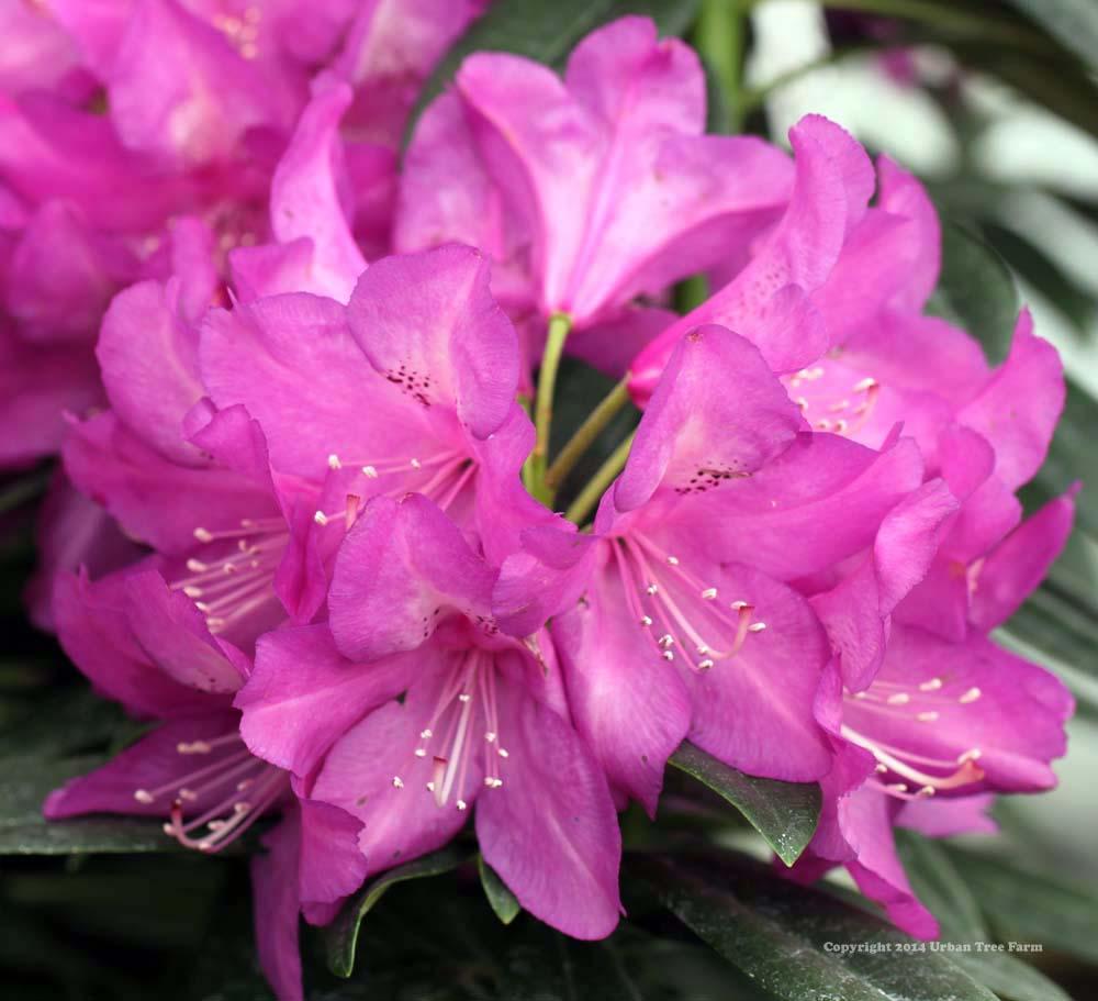 Rhododendron Purple Passion - View 16 from www redcrocus com