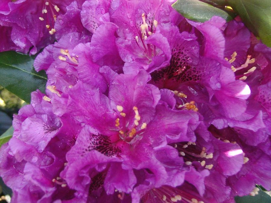 Rhododendron Purple Passion - View 18 from www redcrocus com