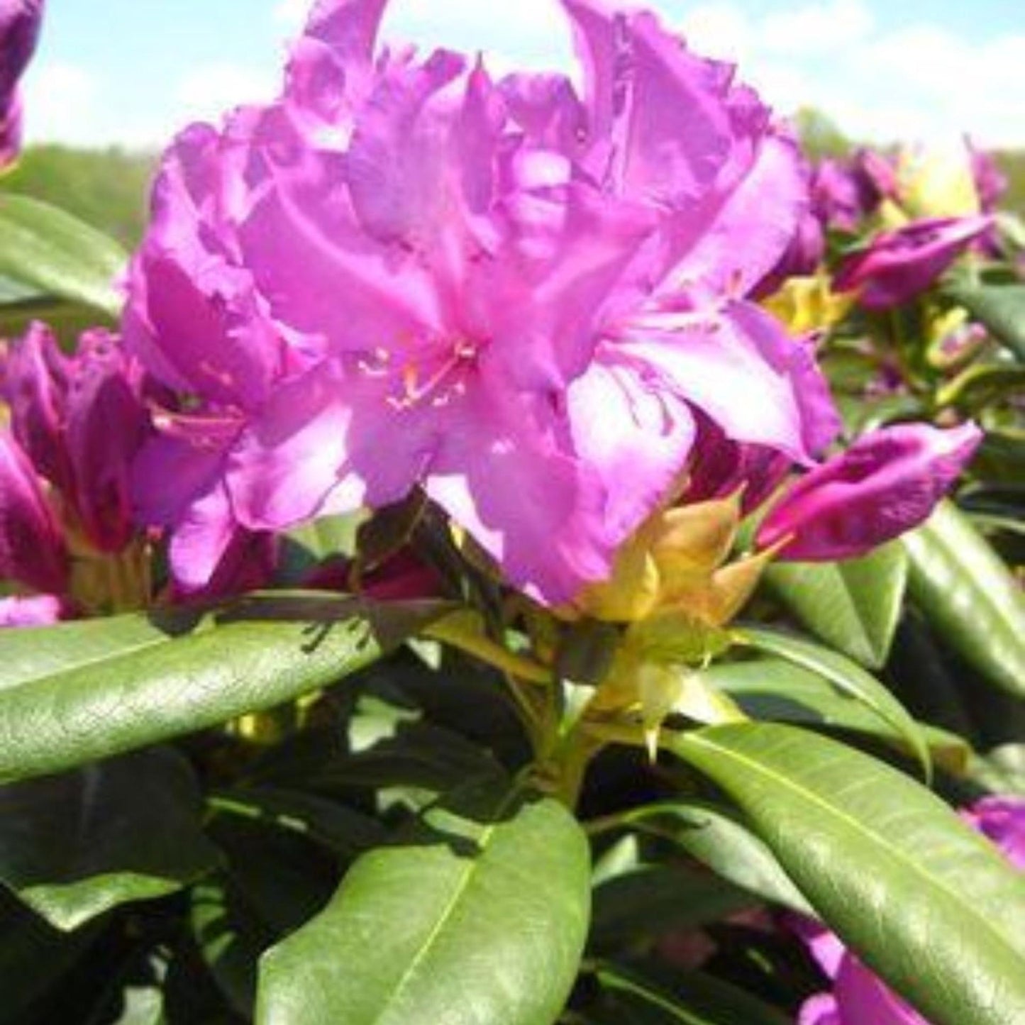 Rhododendron Purple Passion - View 19 from www redcrocus com