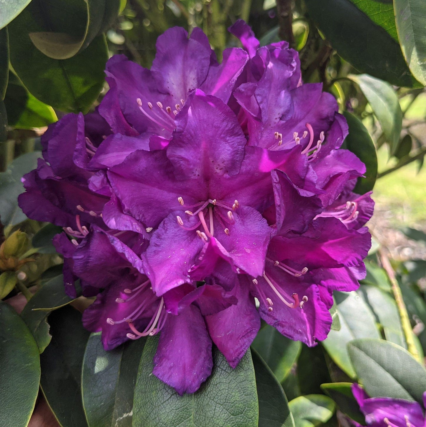 Rhododendron Purple Passion - View 1 from www redcrocus com