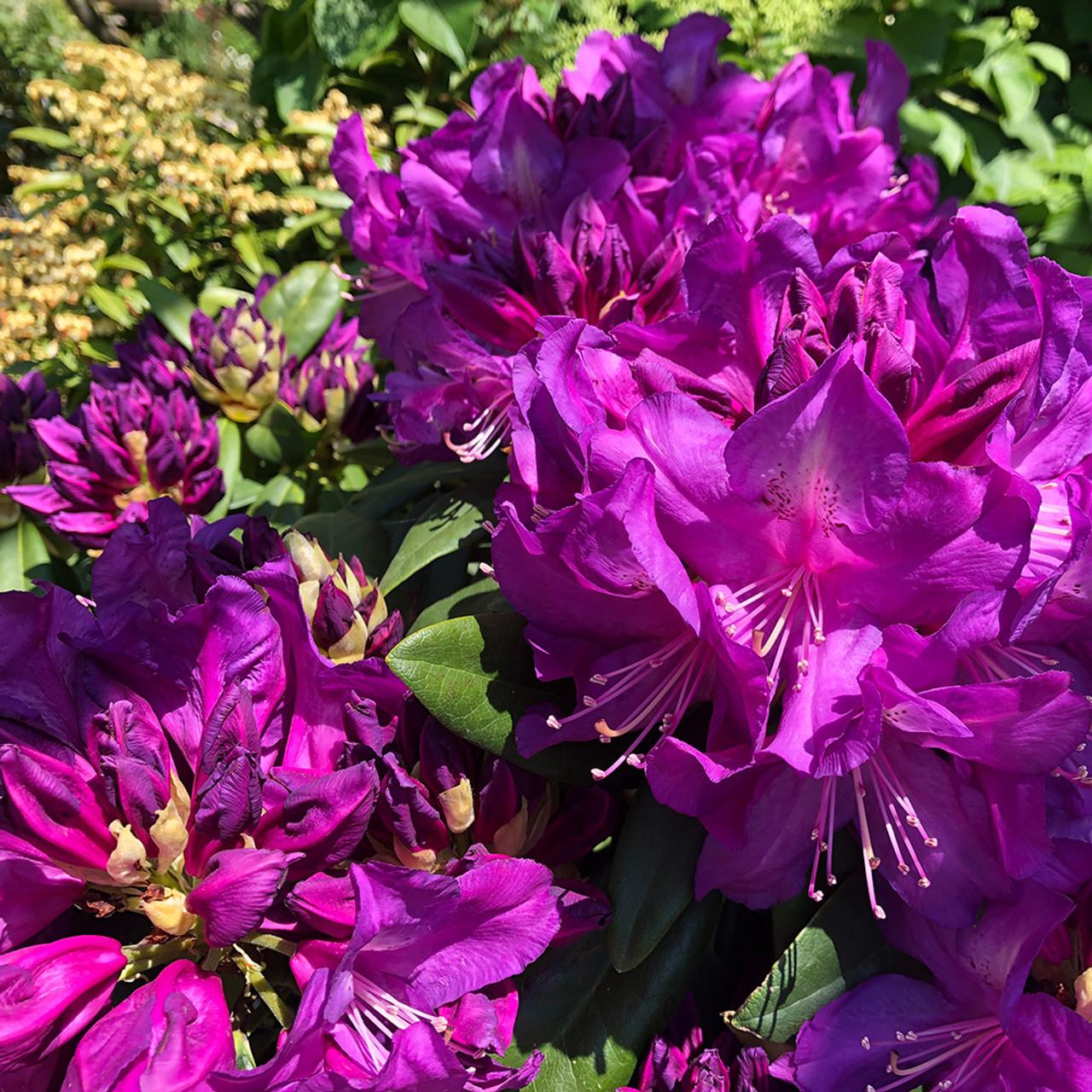 Rhododendron Purple Passion - View 2 from www redcrocus com