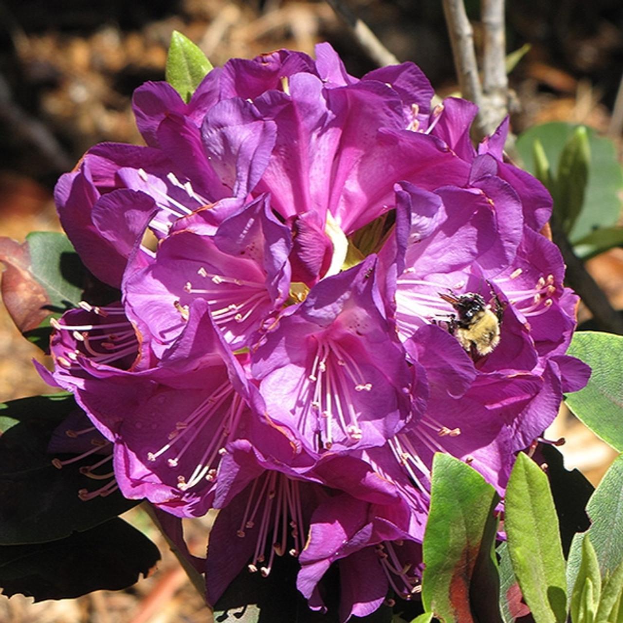 Rhododendron Purple Passion - View 3 from www redcrocus com