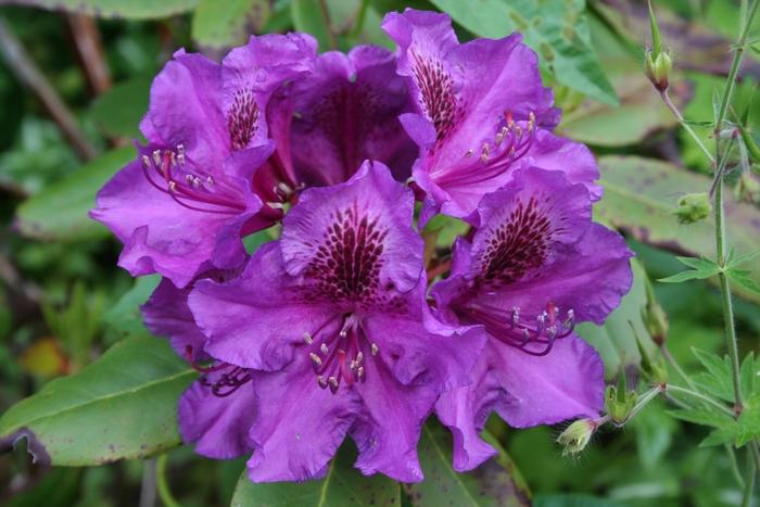 Rhododendron Purple Passion - View 5 from www redcrocus com