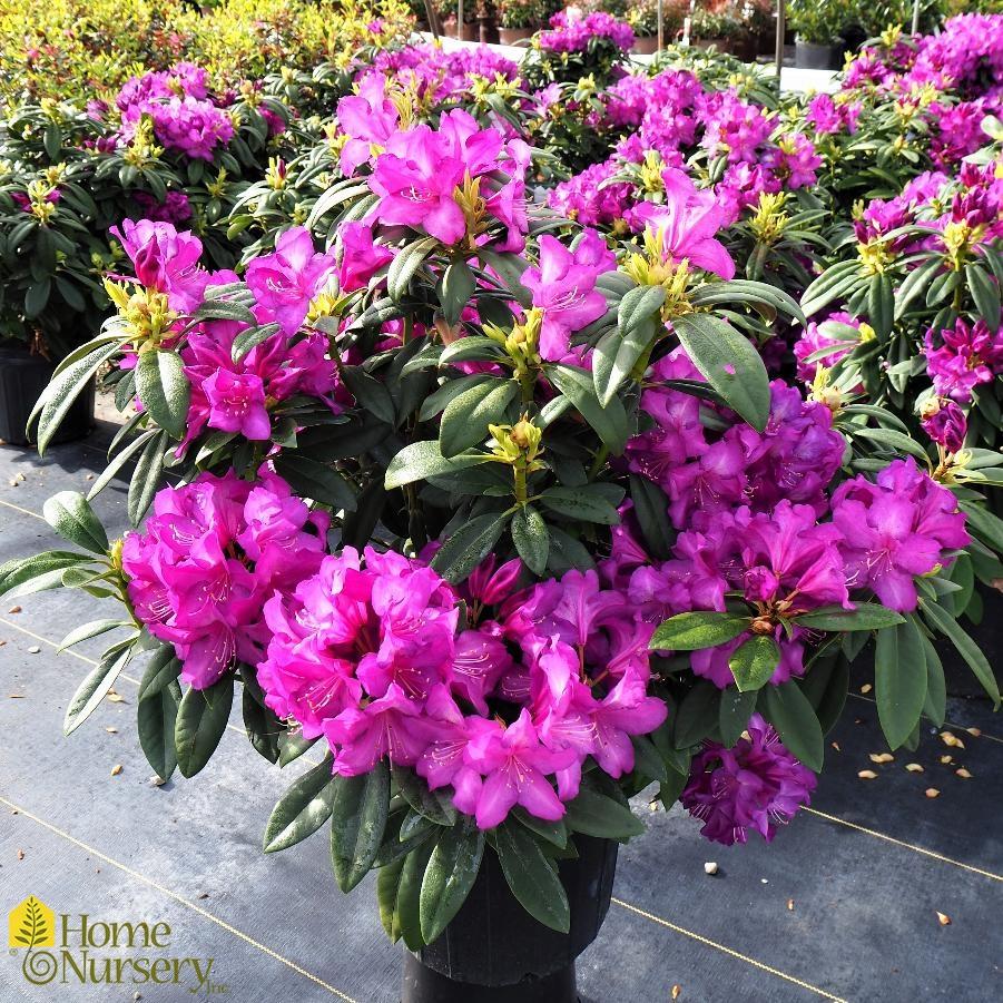 Rhododendron Purple Passion - View 6 from www redcrocus com