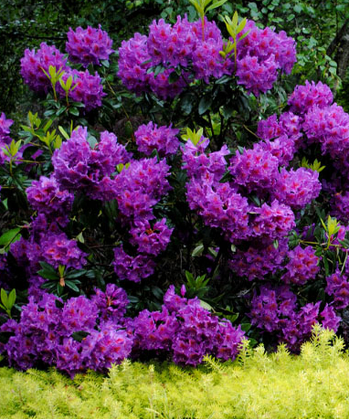 Rhododendron Purple Passion - View 7 from www redcrocus com