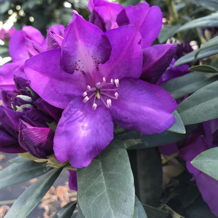 Rhododendron Purple Passion - View 7 from www redcrocus com
