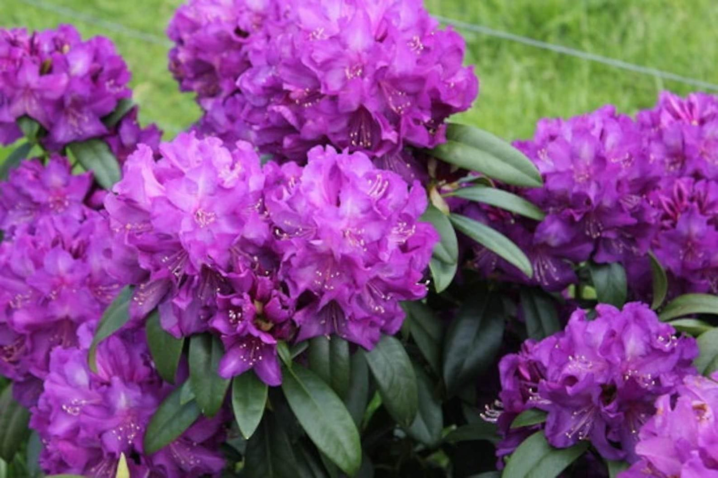 Rhododendron Purple Passion - View 8 from www redcrocus com