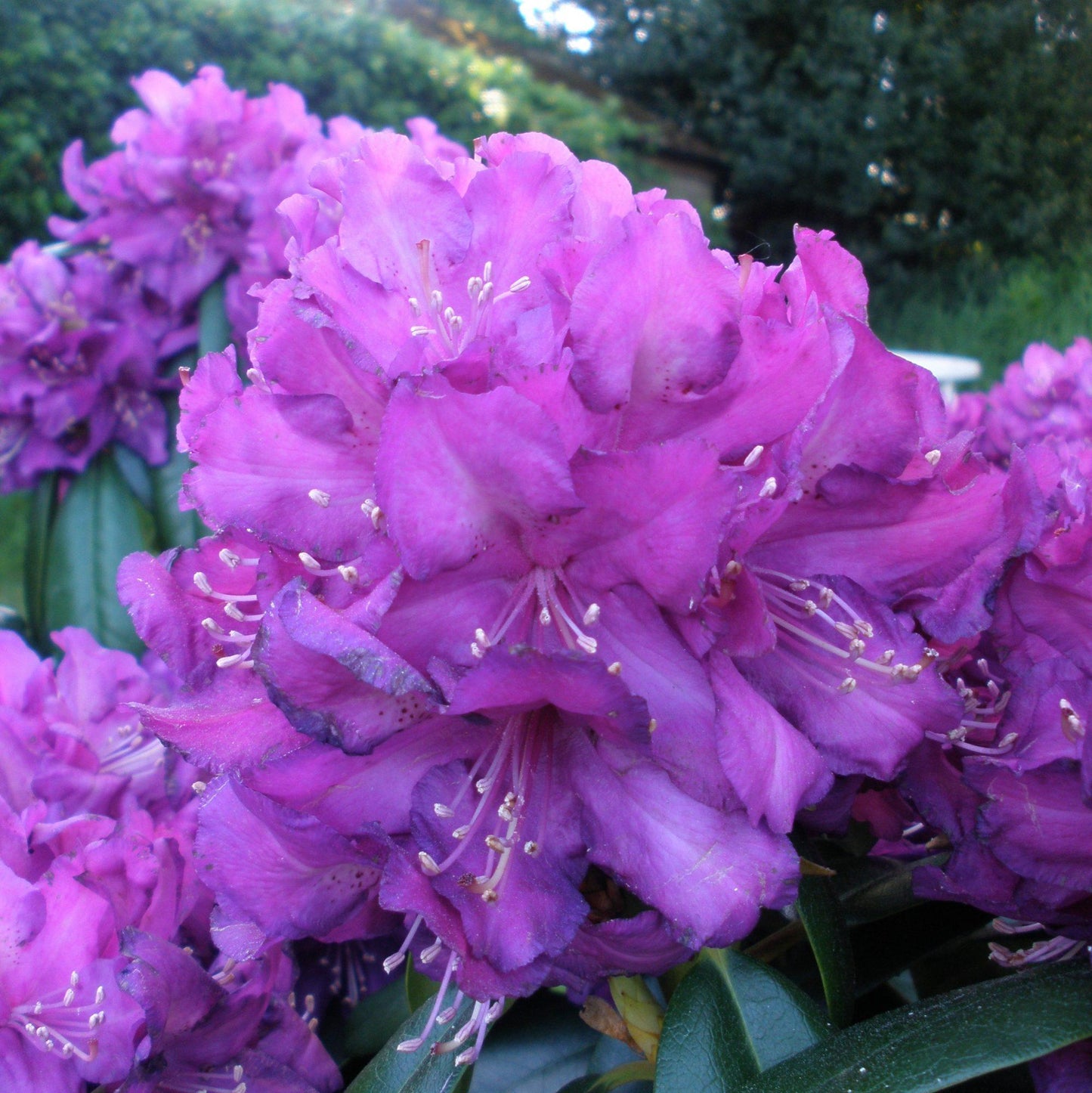 Rhododendron Purple Passion - View 9 from www redcrocus com