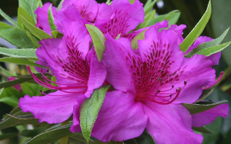 Azalea Herbert - View 10 from www redcrocus com