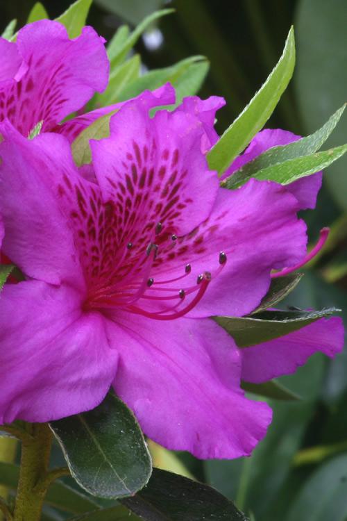 Azalea Herbert - View 11 from www redcrocus com