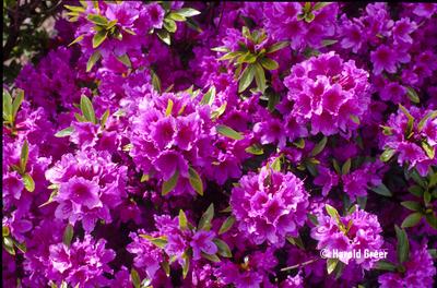 Azalea Herbert - View 12 from www redcrocus com