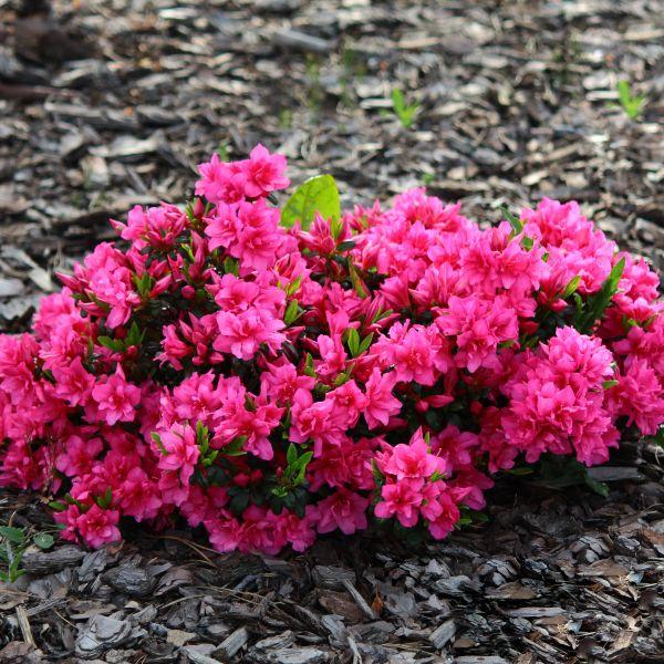 Azalea Herbert - View 14 from www redcrocus com