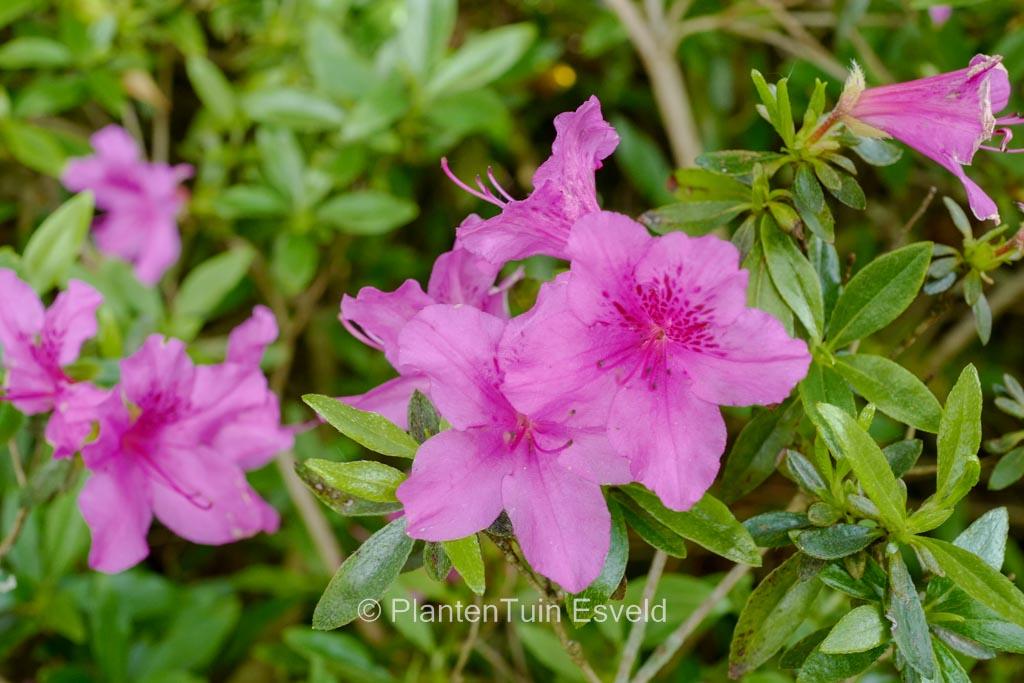Azalea Herbert - View 15 from www redcrocus com