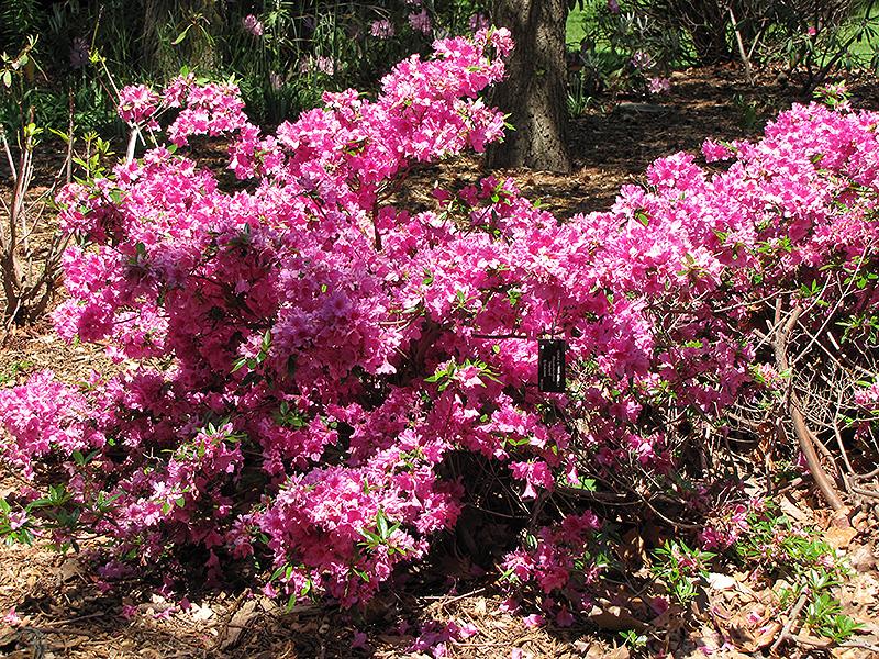 Azalea Herbert - View 16 from www redcrocus com