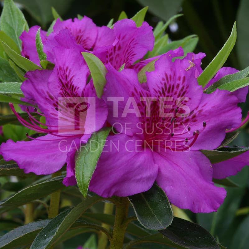 Azalea Herbert - View 17 from www redcrocus com