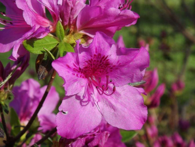 Azalea Herbert - View 18 from www redcrocus com