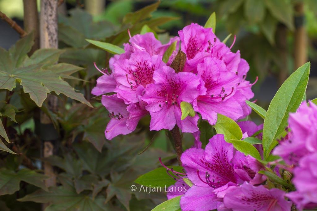 Azalea Herbert - View 19 from www redcrocus com