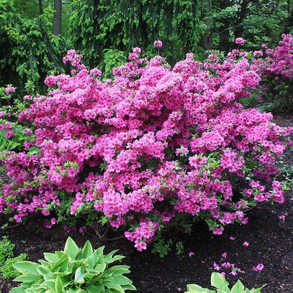 Azalea Herbert - View 2 from www redcrocus com