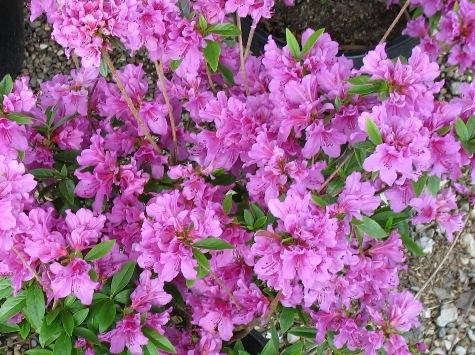 Azalea Herbert - View 3 from www redcrocus com