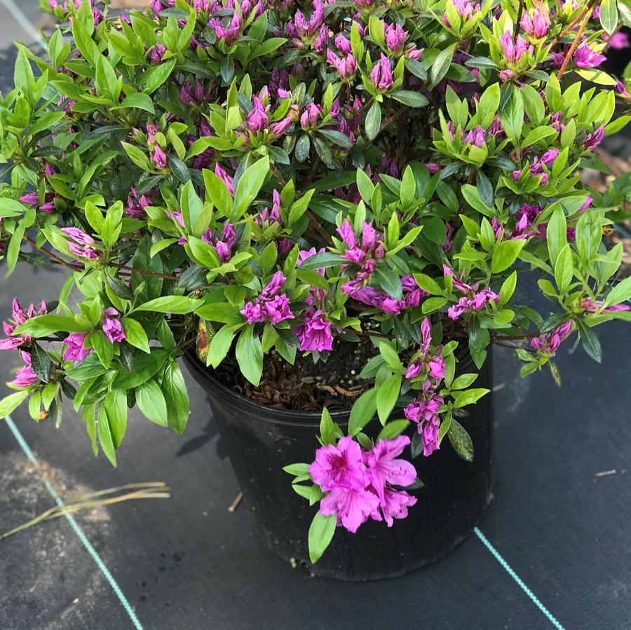 Azalea Herbert - View 4 from www redcrocus com
