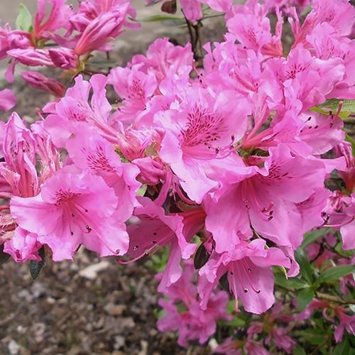 Azalea Herbert - View 5 from www redcrocus com