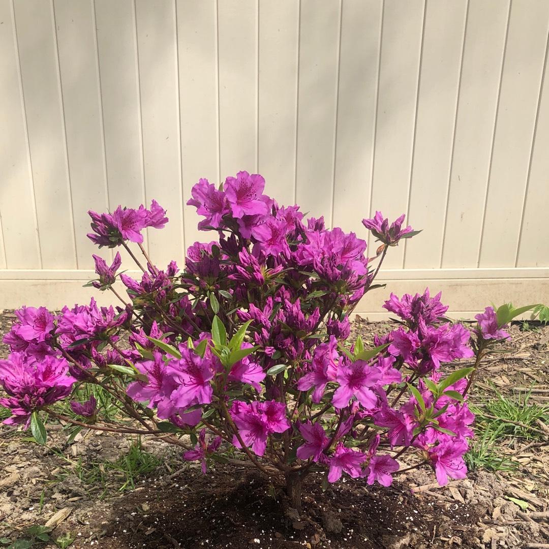 Azalea Herbert - View 6 from www redcrocus com
