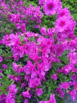 Azalea Herbert - View 7 from www redcrocus com