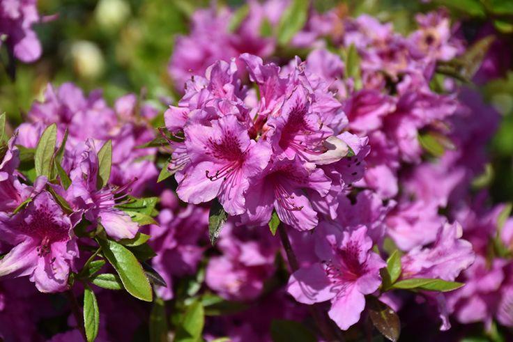 Azalea Herbert - View 8 from www redcrocus com