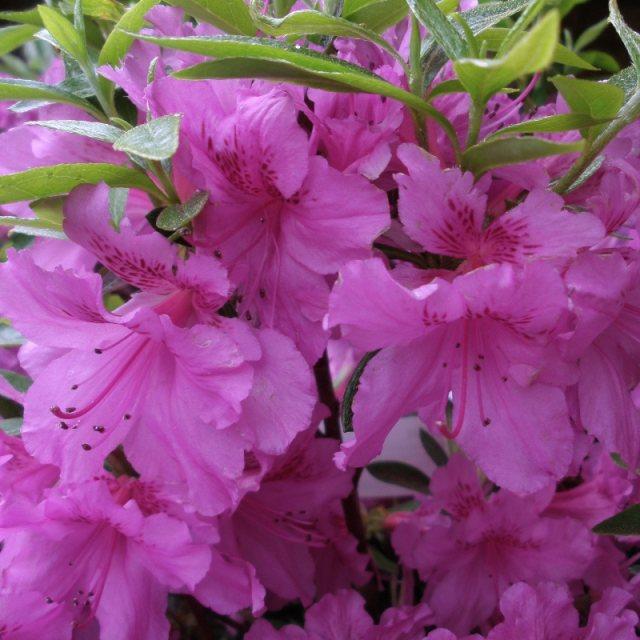 Azalea Herbert - View 9 from www redcrocus com