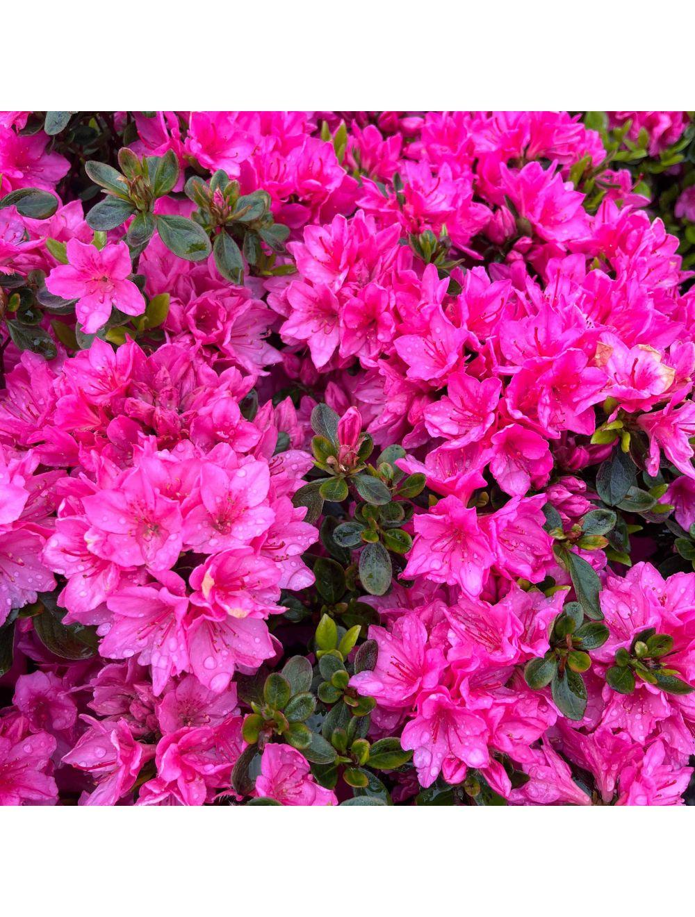 Azalea Tradition - View 10 from www redcrocus com