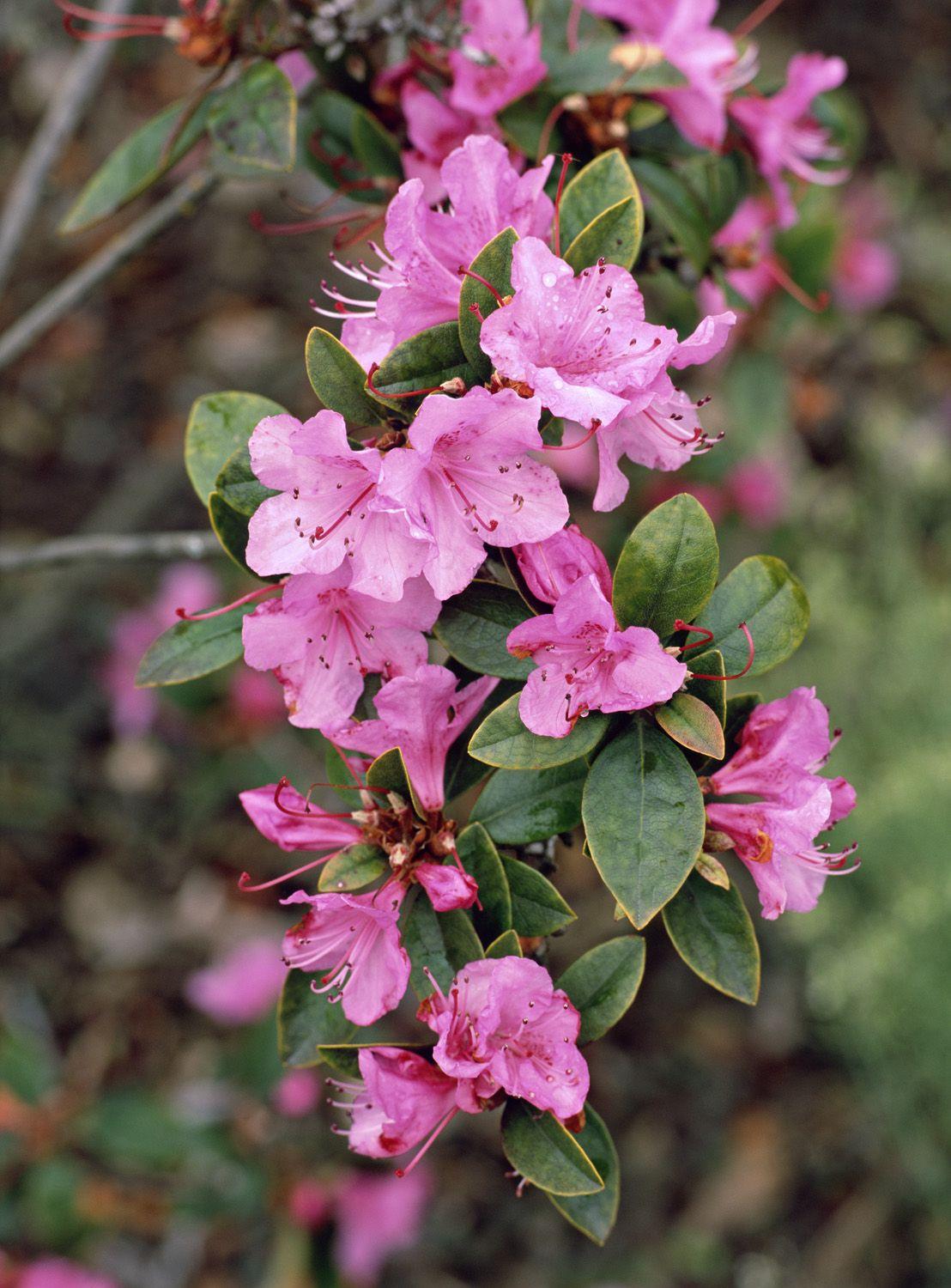 Azalea Tradition - View 11 from www redcrocus com