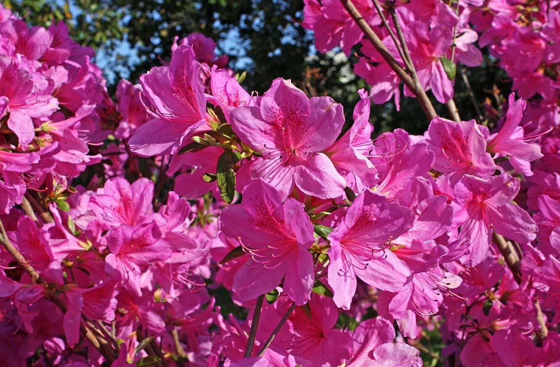 Azalea Tradition - View 12 from www redcrocus com