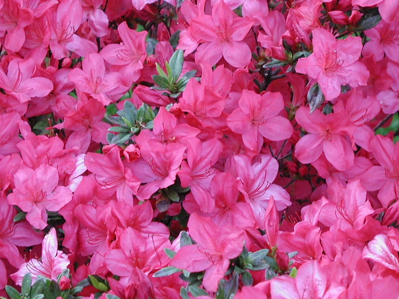 Azalea Tradition - View 13 from www redcrocus com