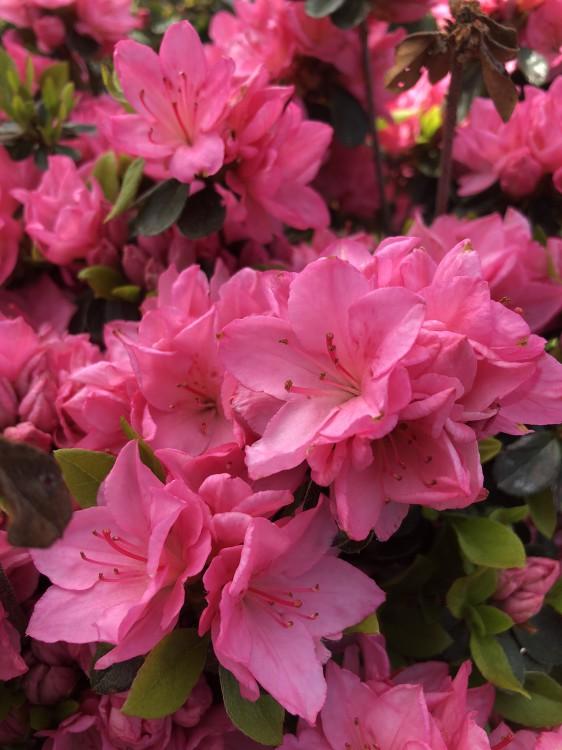 Azalea Tradition - View 14 from www redcrocus com