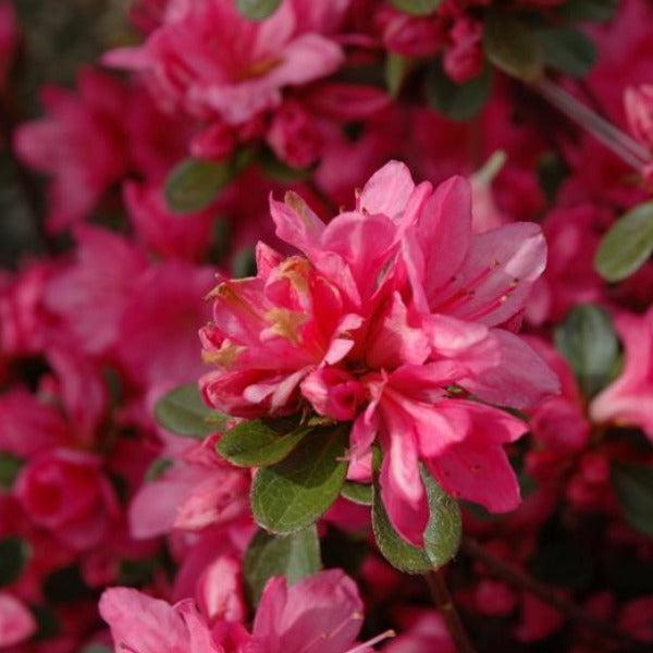 Azalea Tradition - View 15 from www redcrocus com