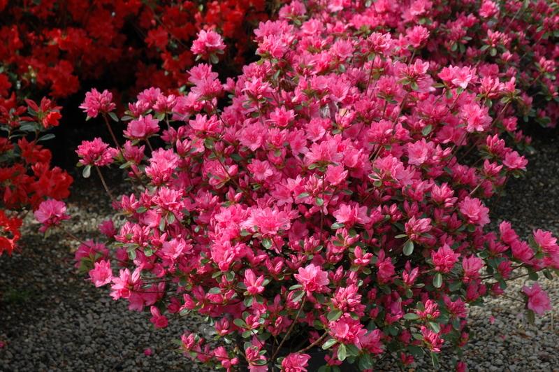 Azalea Tradition - View 2 from www redcrocus com