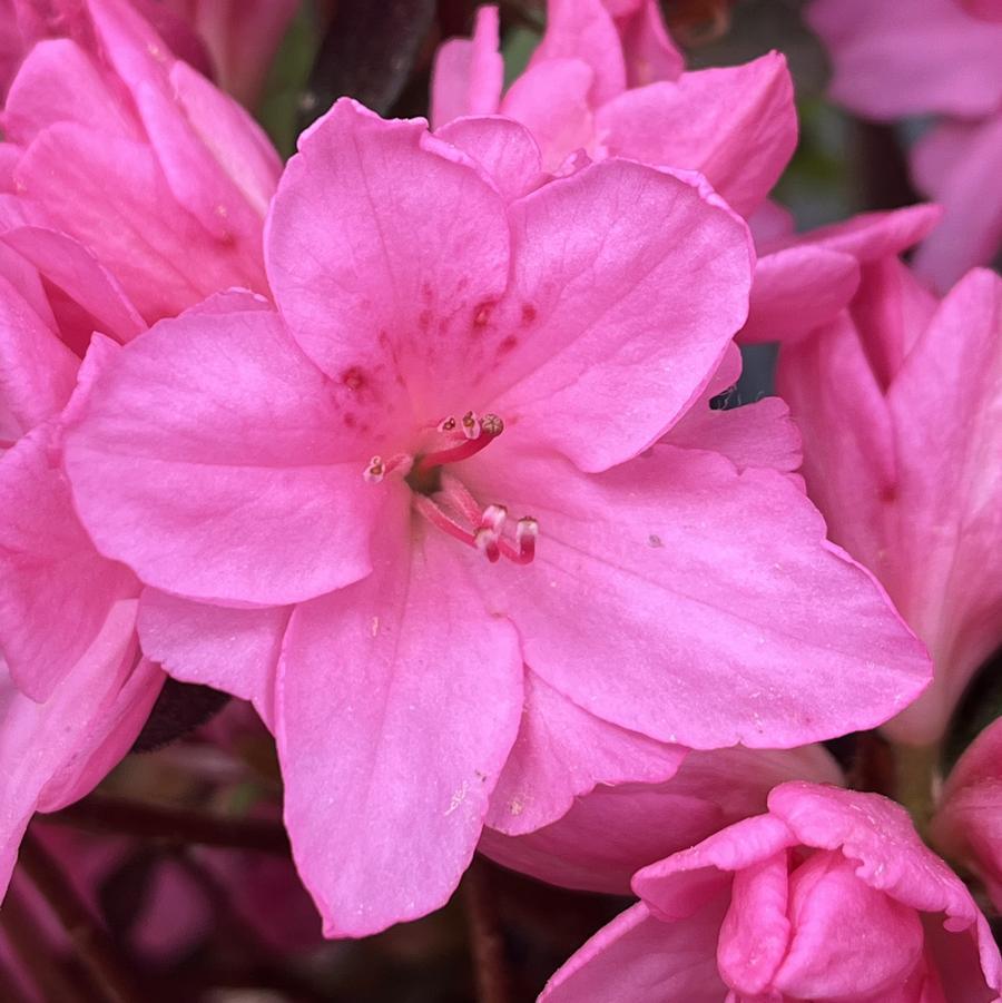 Azalea Tradition - View 3 from www redcrocus com