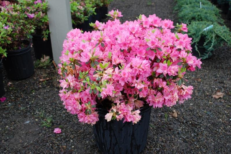 Azalea Tradition - View 4 from www redcrocus com