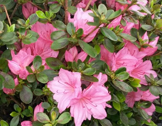 Azalea Tradition - View 5 from www redcrocus com