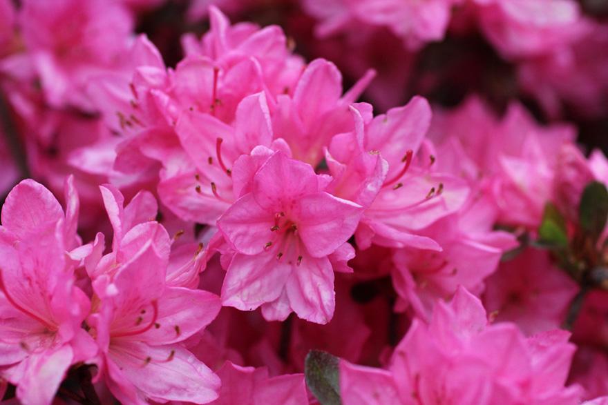 Azalea Tradition - View 6 from www redcrocus com