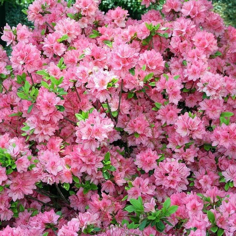 Azalea Tradition - View 8 from www redcrocus com