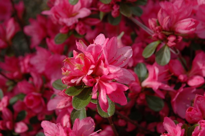 Azalea Tradition - View 9 from www redcrocus com