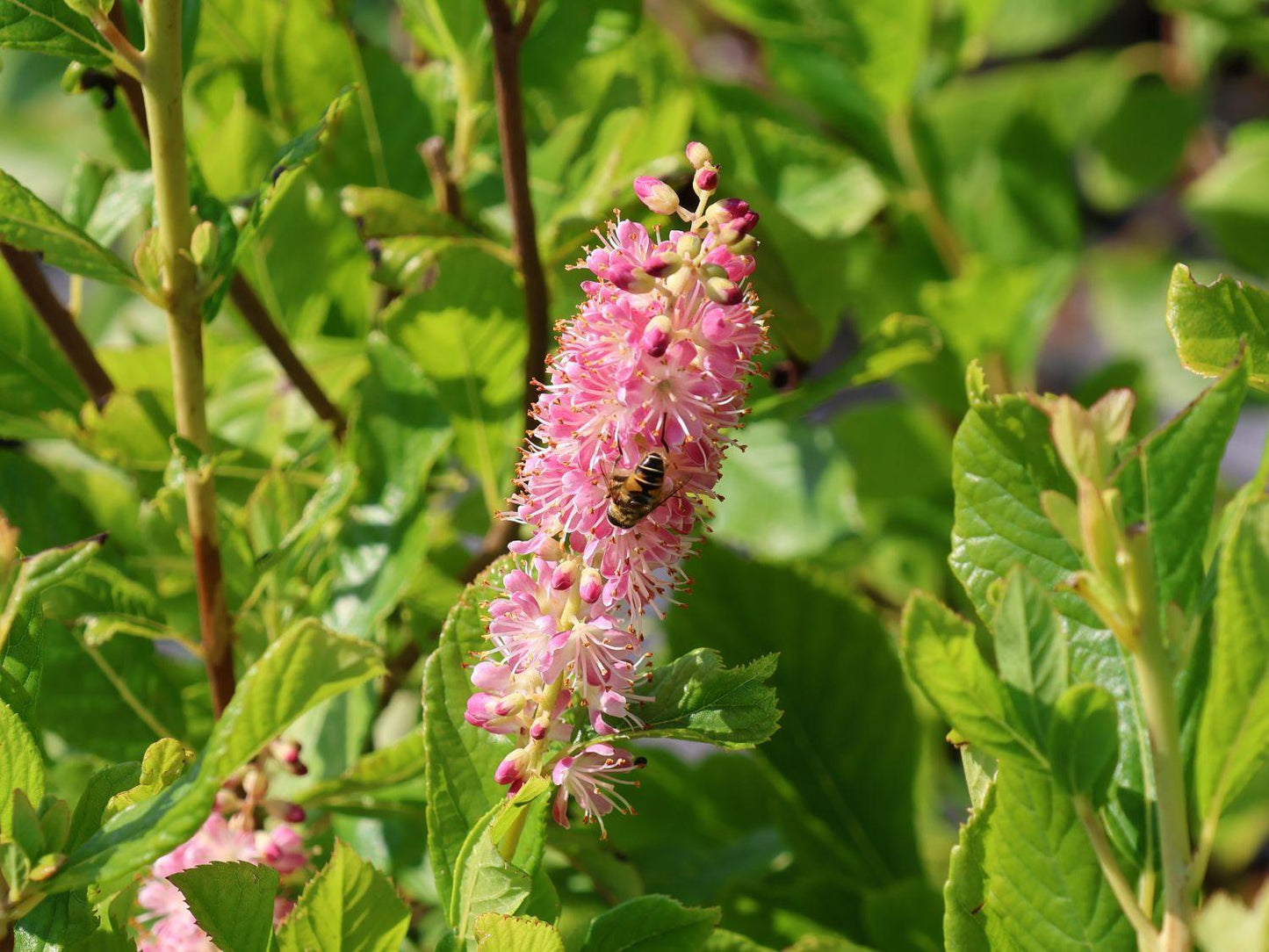 Clethra Alnifolia Ruby Spice - View 12 from www redcrocus com