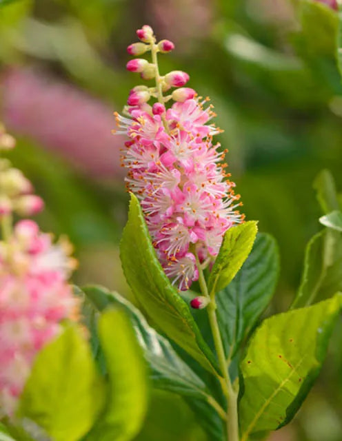 Clethra Alnifolia Ruby Spice - View 15 from www redcrocus com