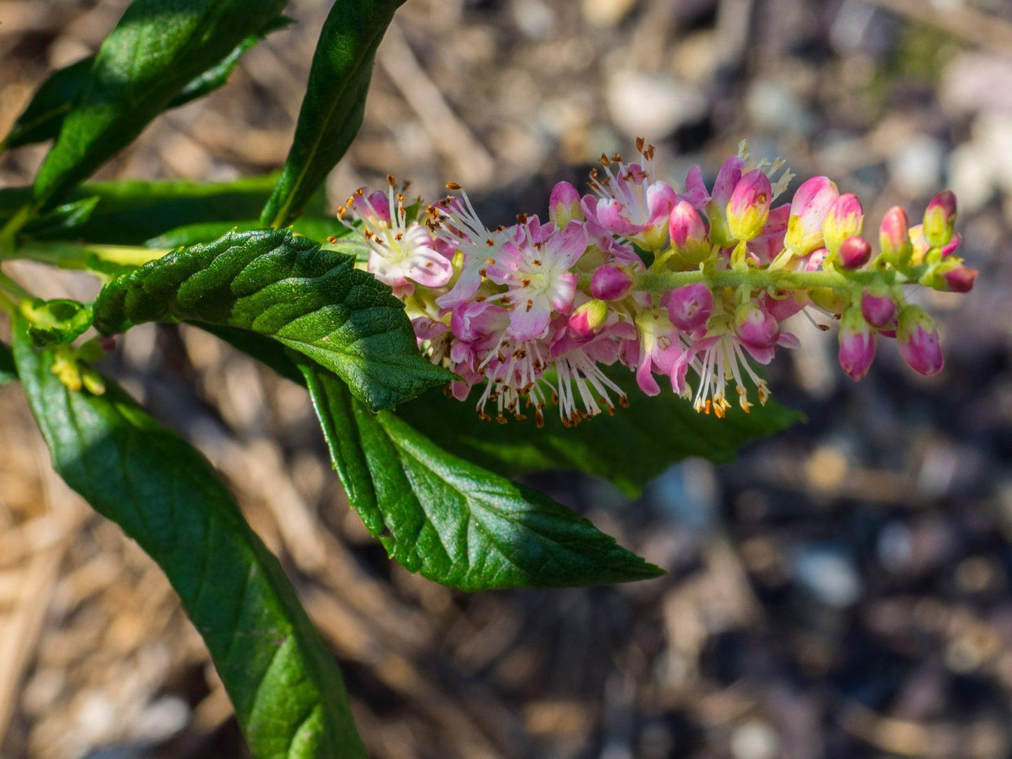 Clethra Alnifolia Ruby Spice - View 16 from www redcrocus com