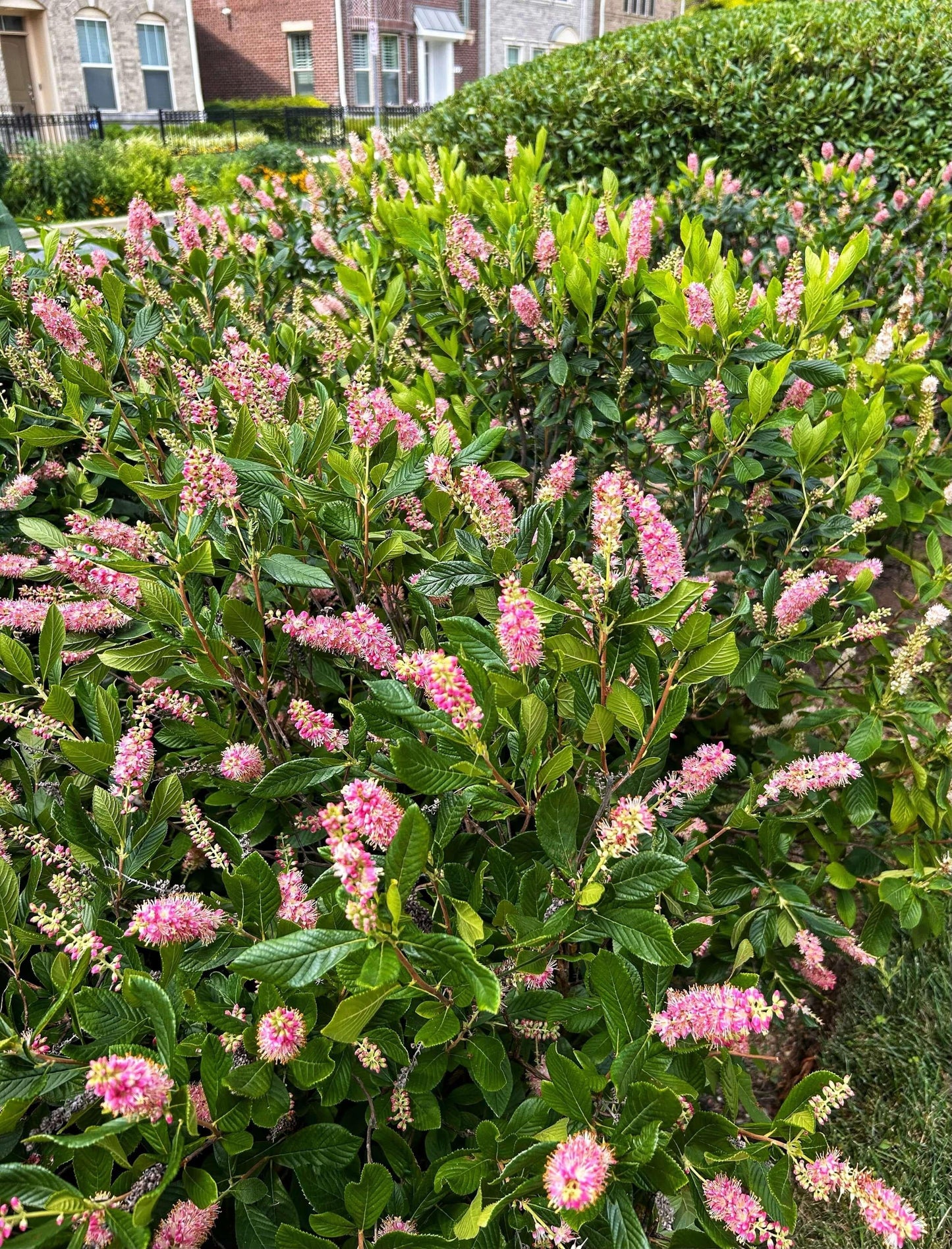 Clethra Alnifolia Ruby Spice - View 2 from www redcrocus com