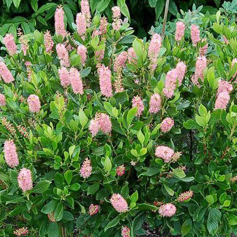 Clethra Alnifolia Ruby Spice - View 3 from www redcrocus com
