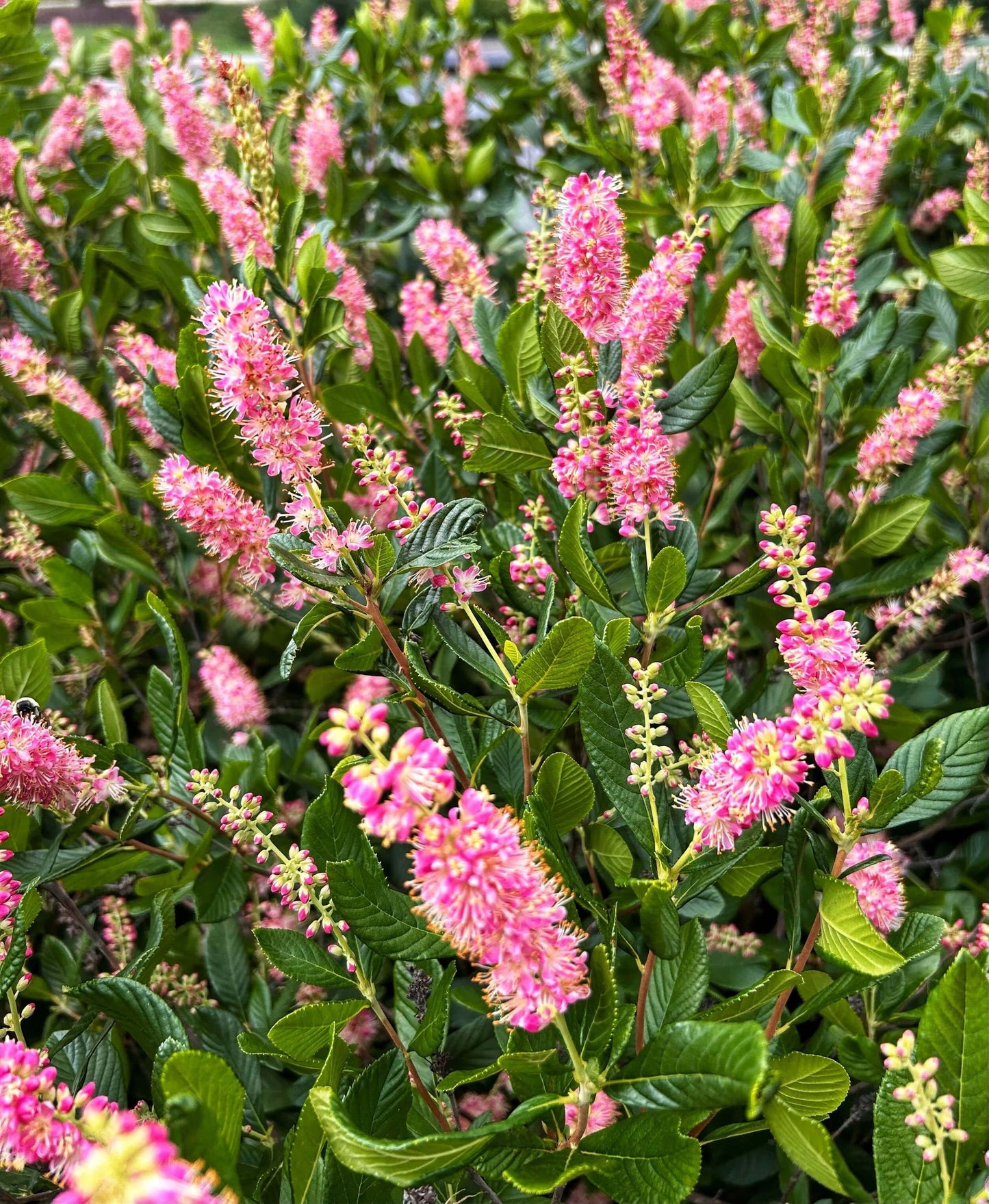 Clethra Alnifolia Ruby Spice - View 7 from www redcrocus com